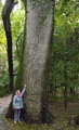 persian poplar